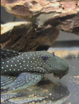 NIXO Pleco Fish Sinking Wafers