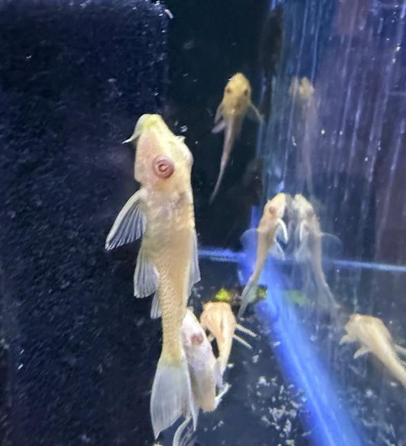 Pleco Commun Albino