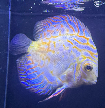 Discus Pigeon 13cm
