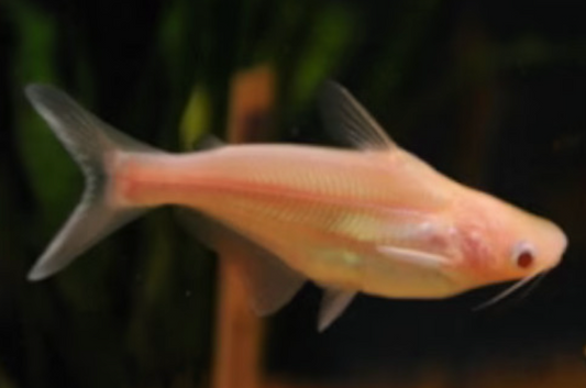 Pangasius Albino
