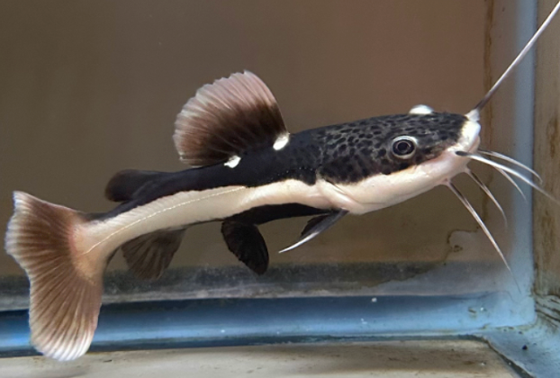 Redtail Catfish 35_40cm