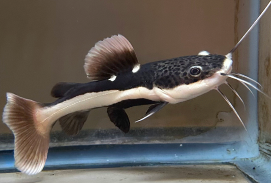 Redtail Catfish 35_40cm