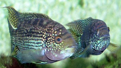 Couple Jack Dempsey