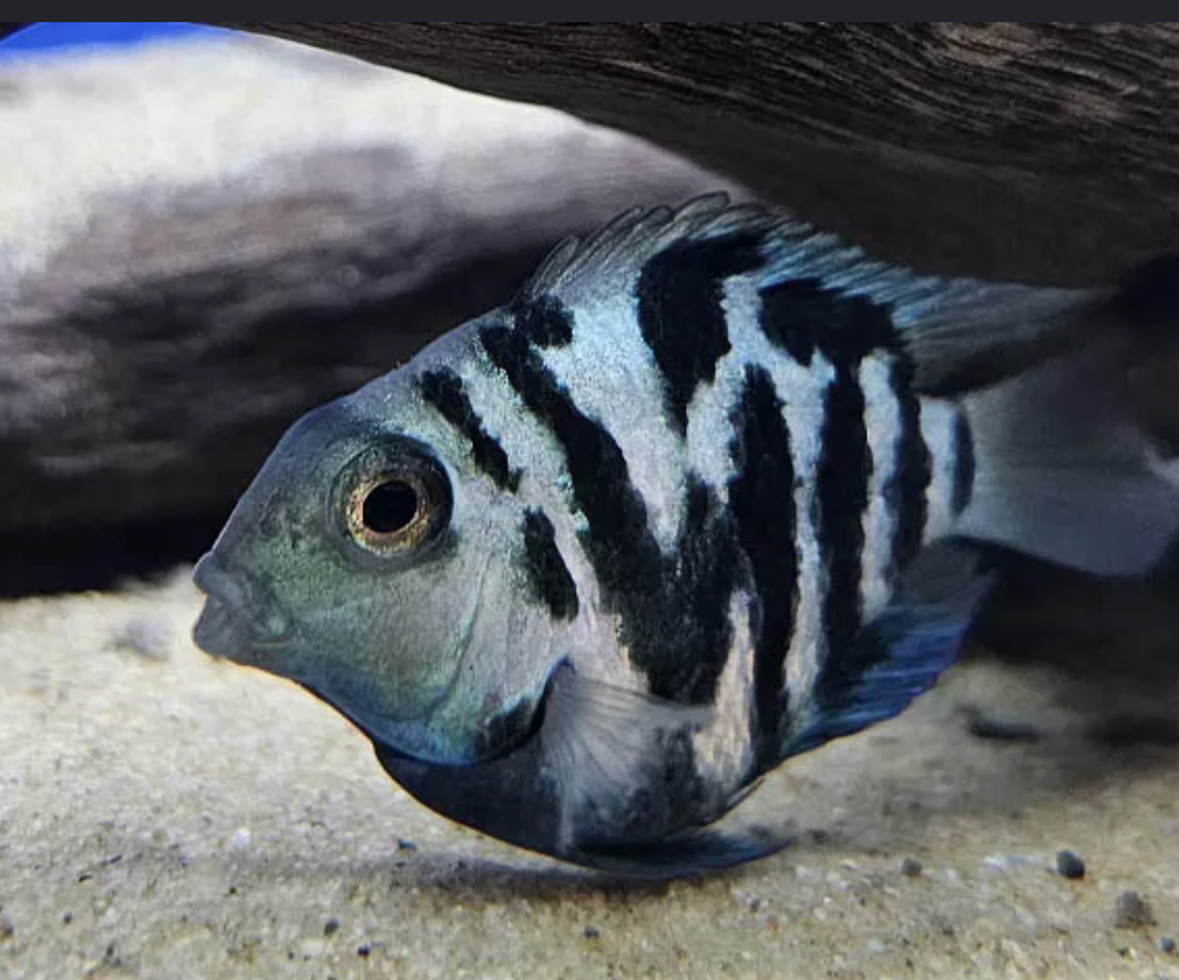 Blue Polar Parrot