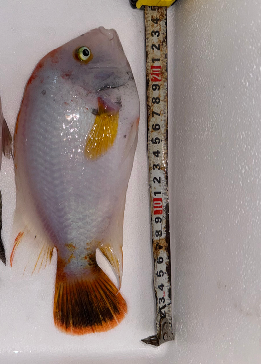 male Viega Red Devil Cichlid
