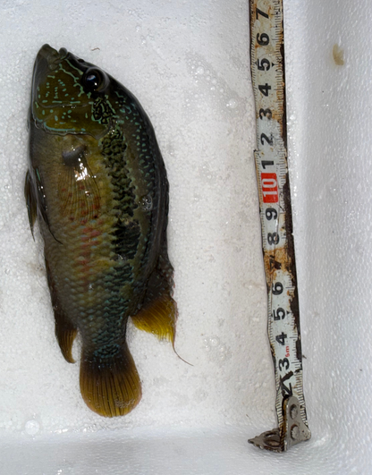 male Cichlidé de Salvin (Salvini)