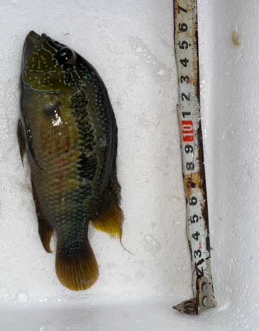 male Cichlidé de Salvin (Salvini)