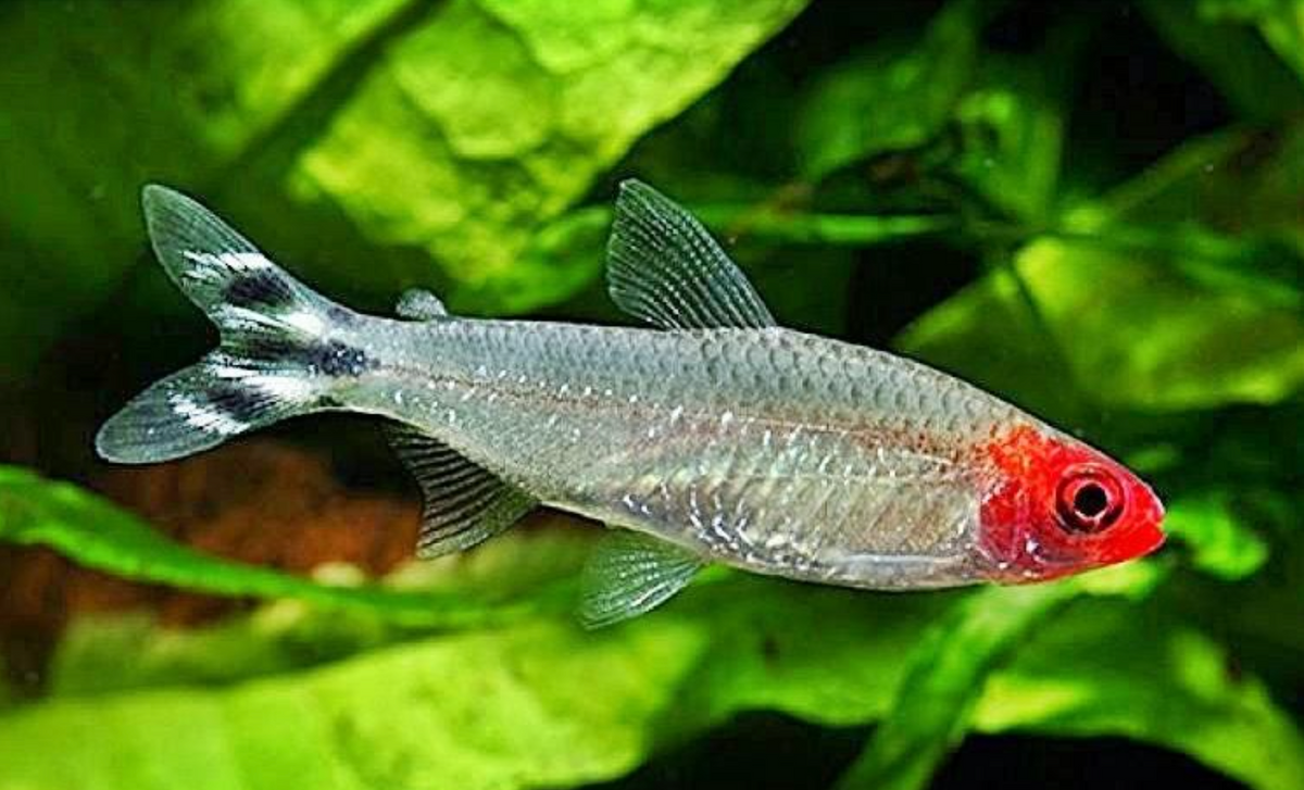 Nez Rouge (Rummy-Nose Tetra)