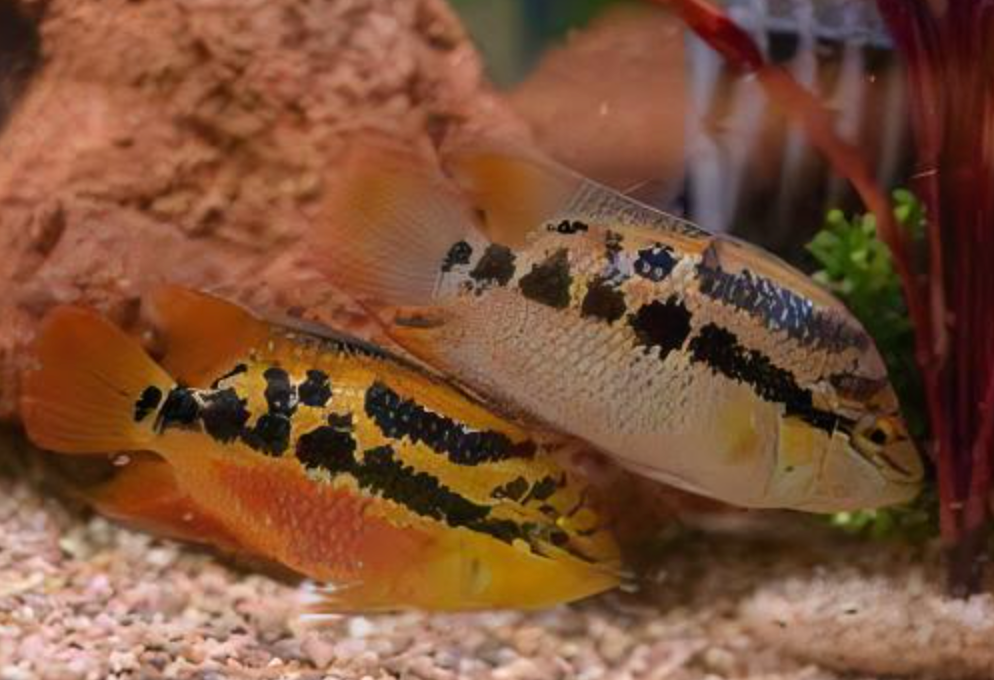 male Cichlidé de Salvin (Salvini)