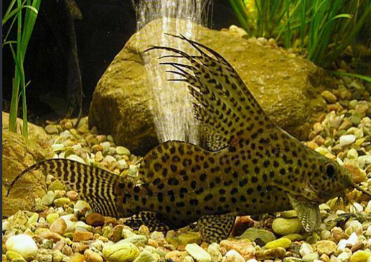 Synodontis Eupterus (Featherfin Catfish)