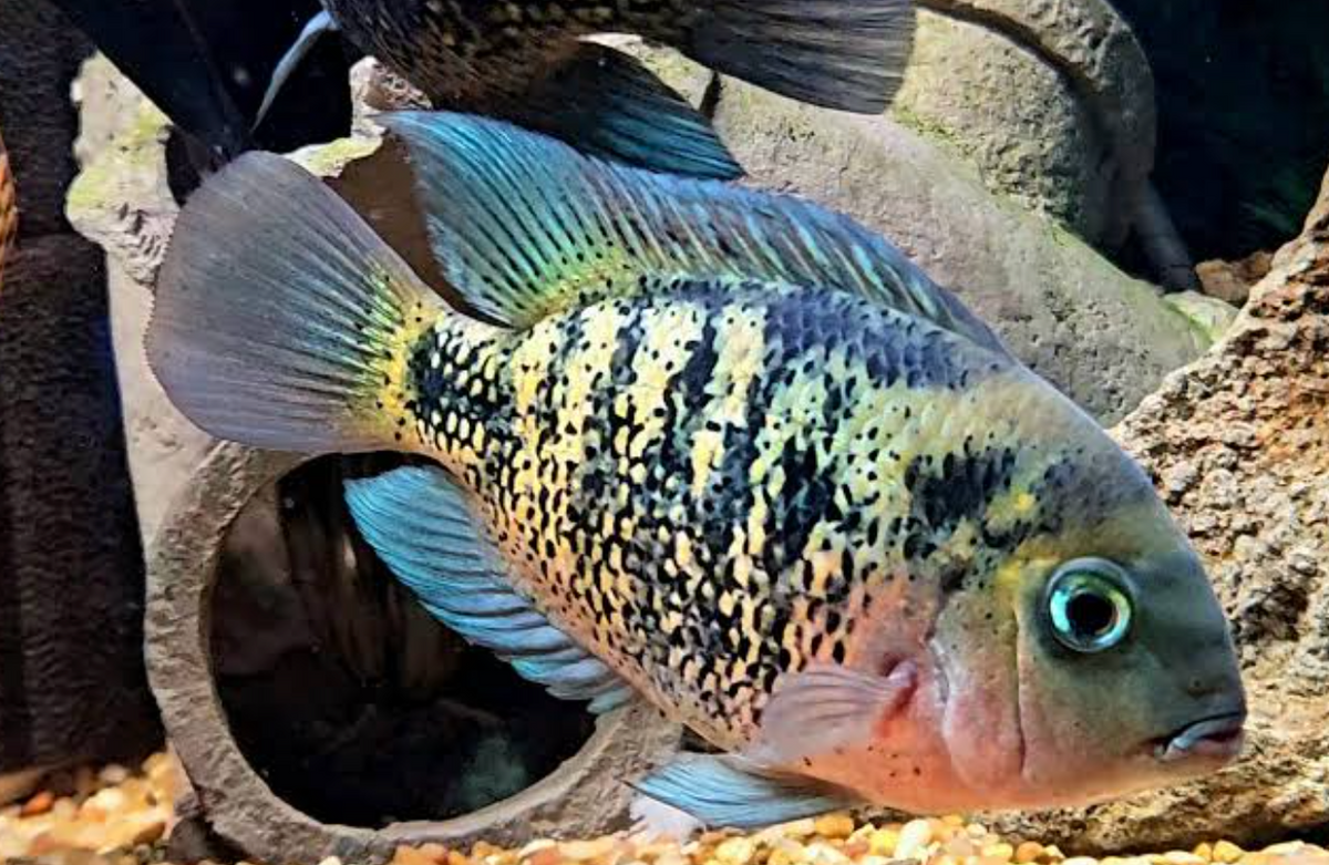 Cichlidé Montecristo (Oscura heterospila)