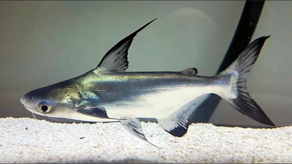 Hi-Fin Shark
