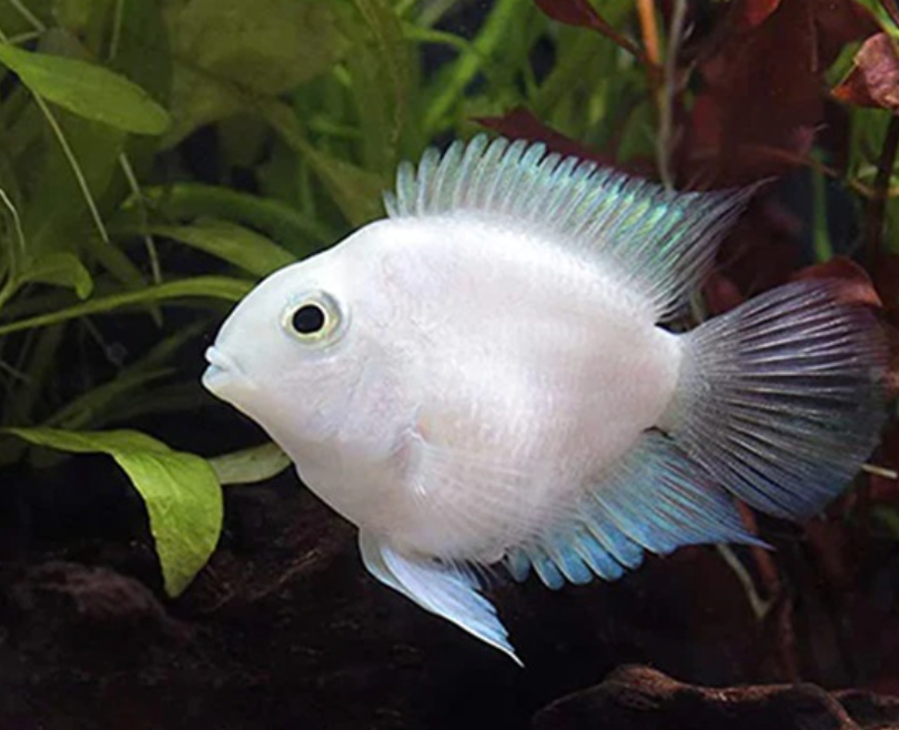 PLATINUM POLAR PARROT