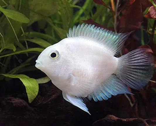 PLATINUM POLAR PARROT