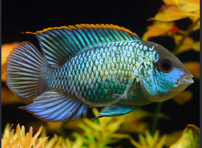 Electric Blue Acara