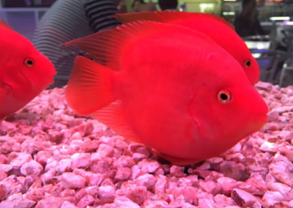 Blood Red Parrot Cichlid