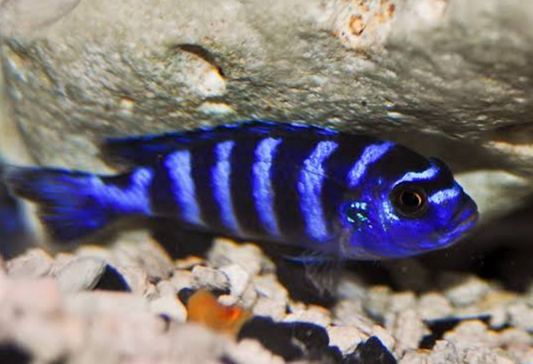 Demasoni (Mbuna du Lac Malawi)