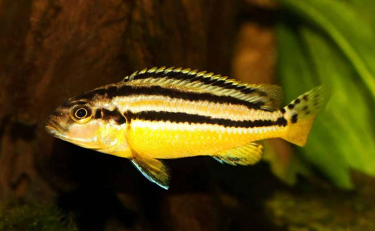 Melanochromis auratus (Mbuna du Lac Malawi)