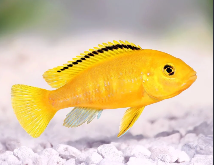 Labidochromis caeruleus (Yellow Lab)