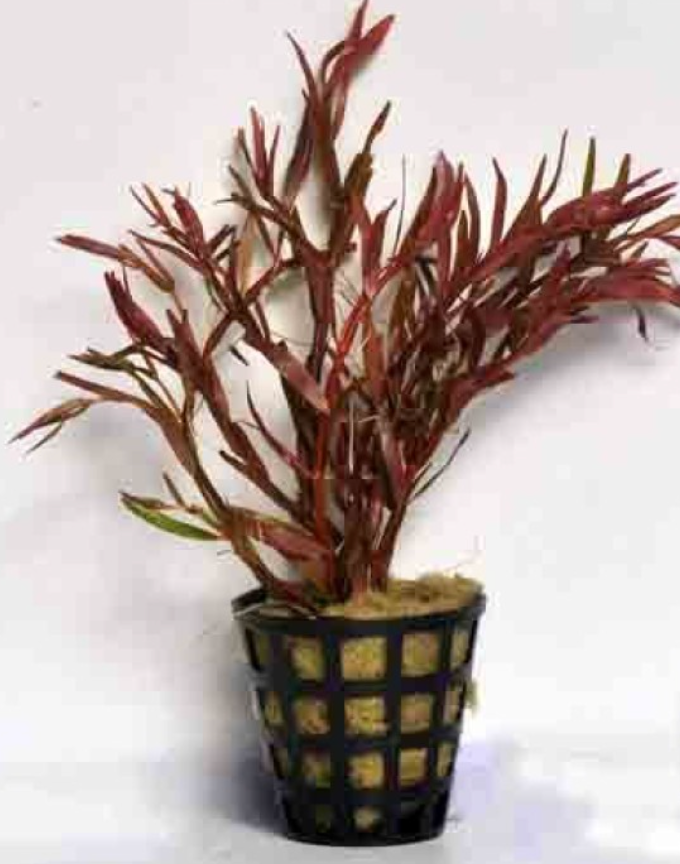 Rotala rotundifolia 5 tige
