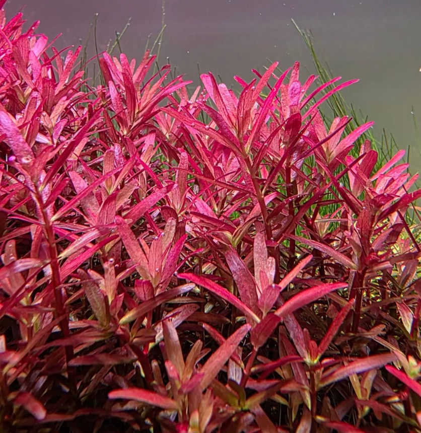 Rotala rotundifolia 5 tige