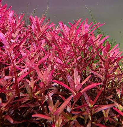 Rotala rotundifolia 5 tige