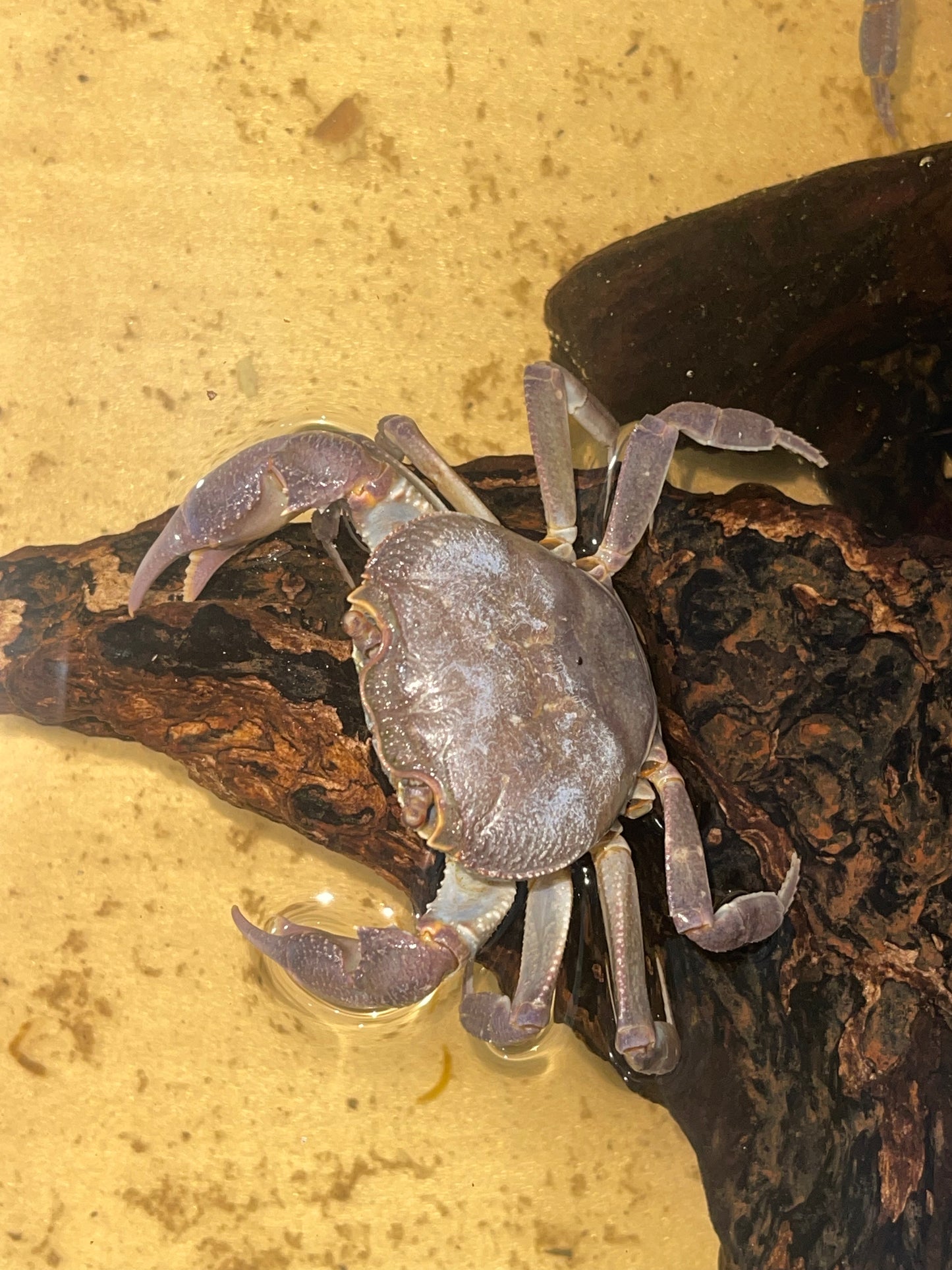 Crabe d’Eau Douce Potamon