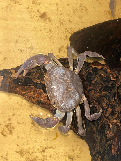 Crabe d’Eau Douce Potamon
