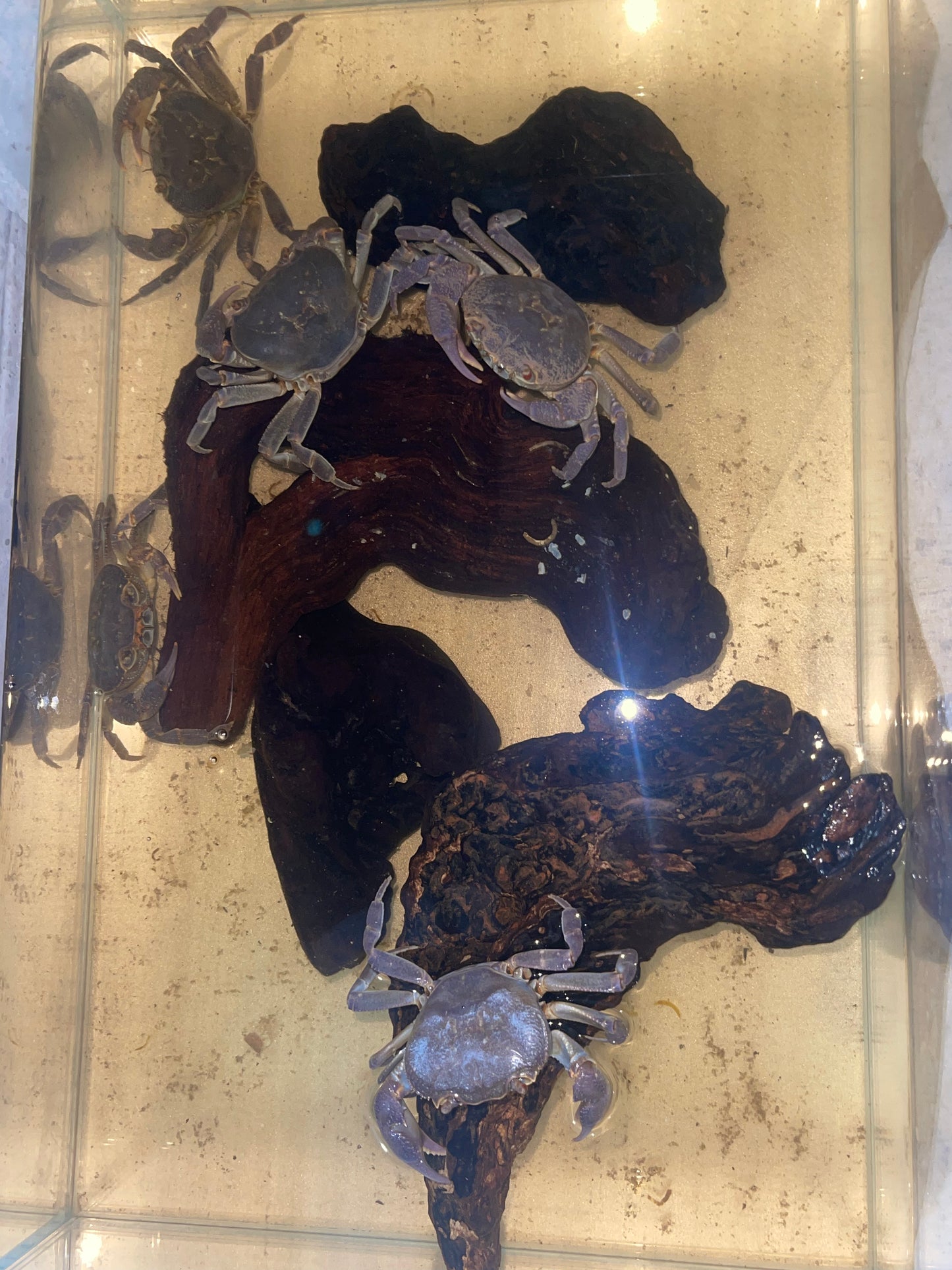 Crabe d’Eau Douce Potamon