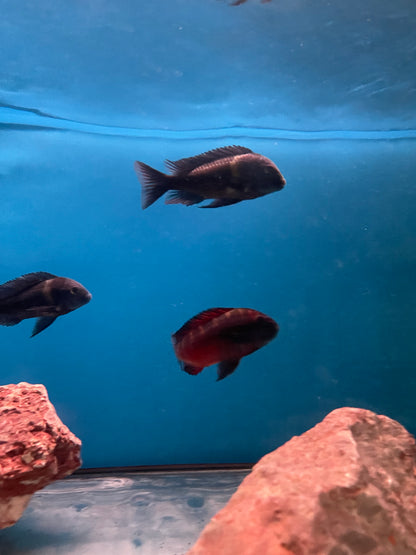 Tropheus Moorii (Cichlidé du Lac Tanganyika)