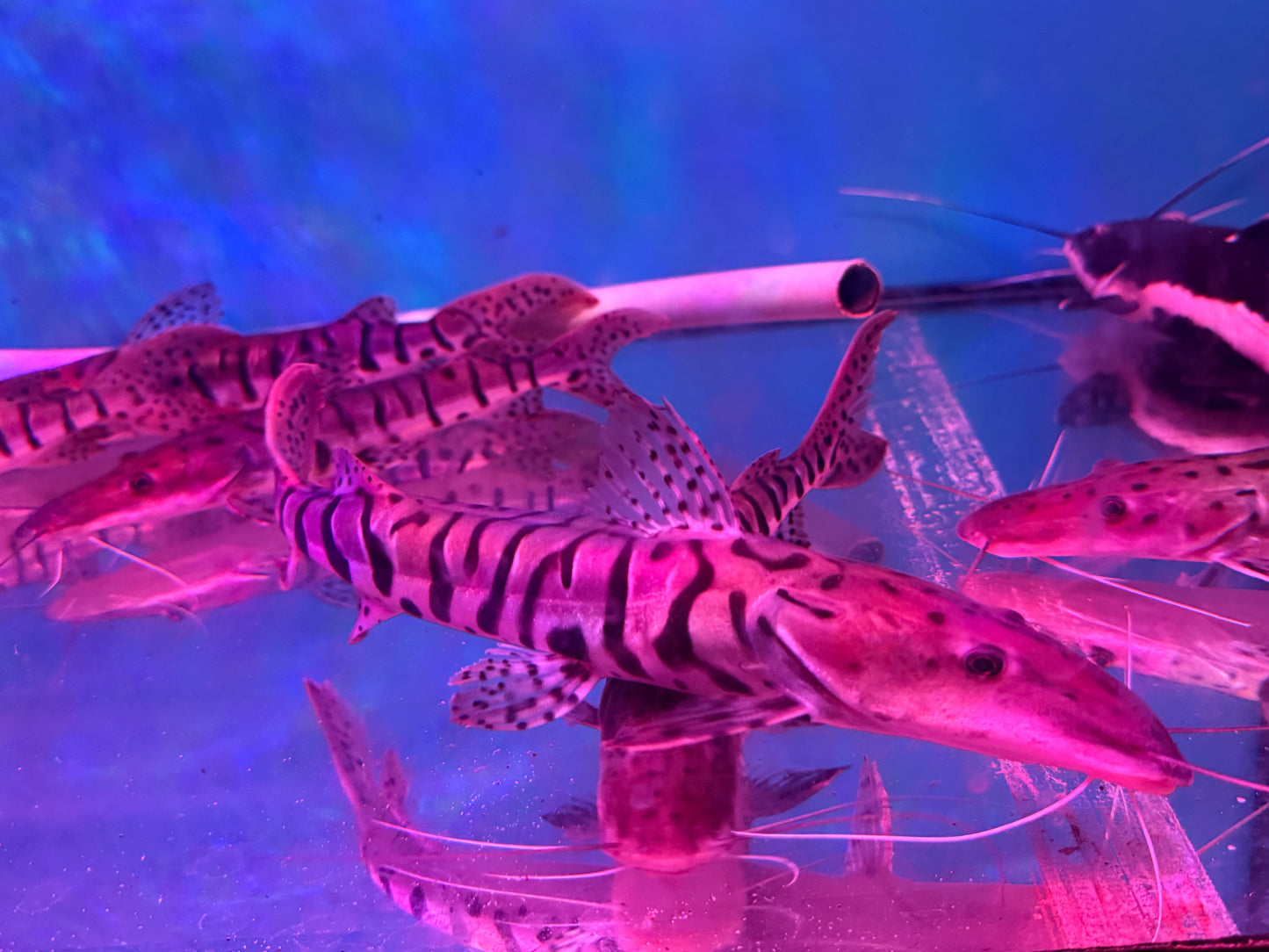 Tiger Shovelnose Catfish 35_40CM