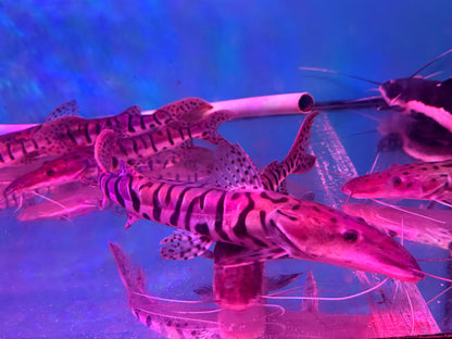 Tiger Shovelnose Catfish 35_40CM