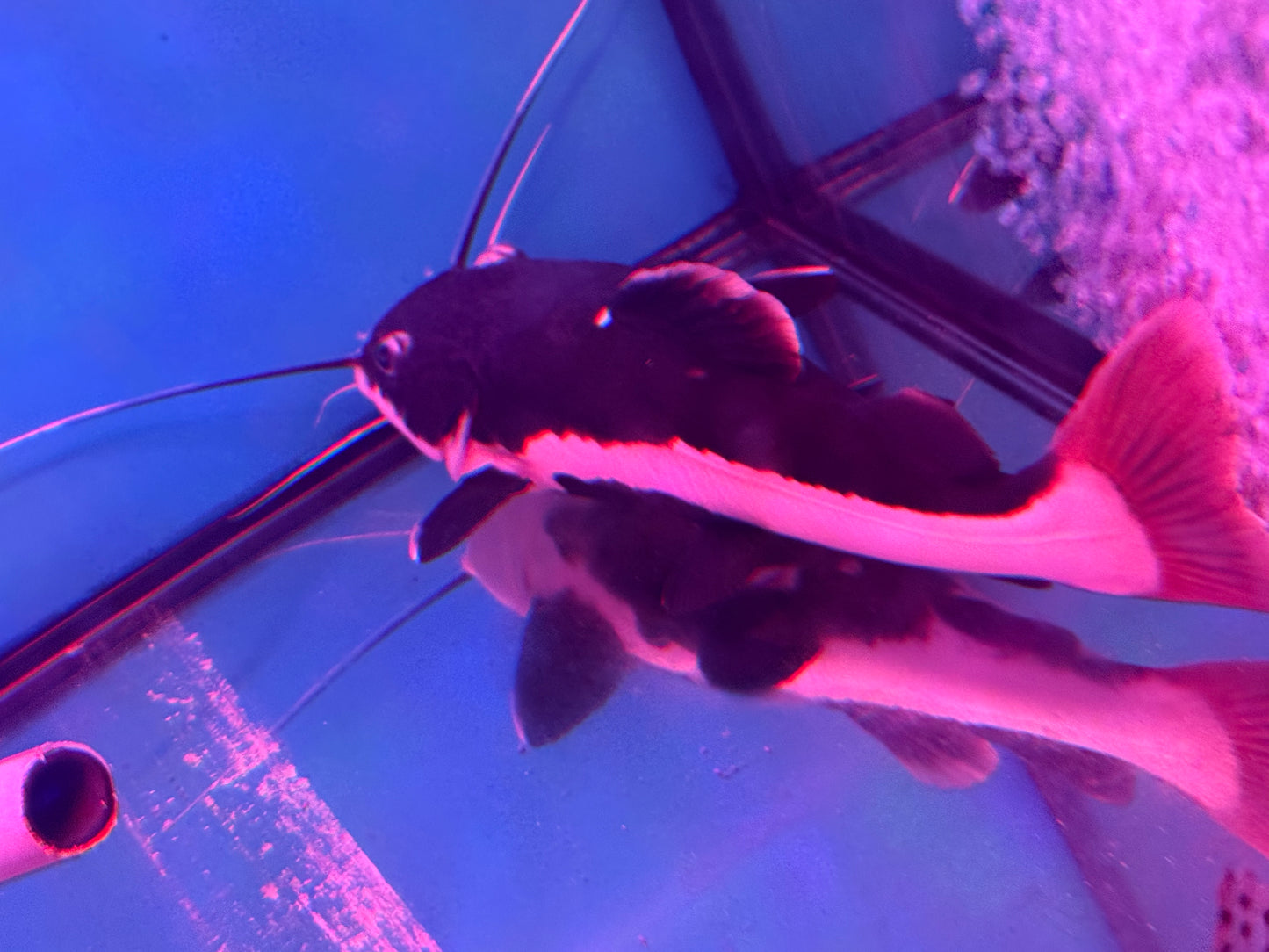 Redtail Catfish 35_40cm