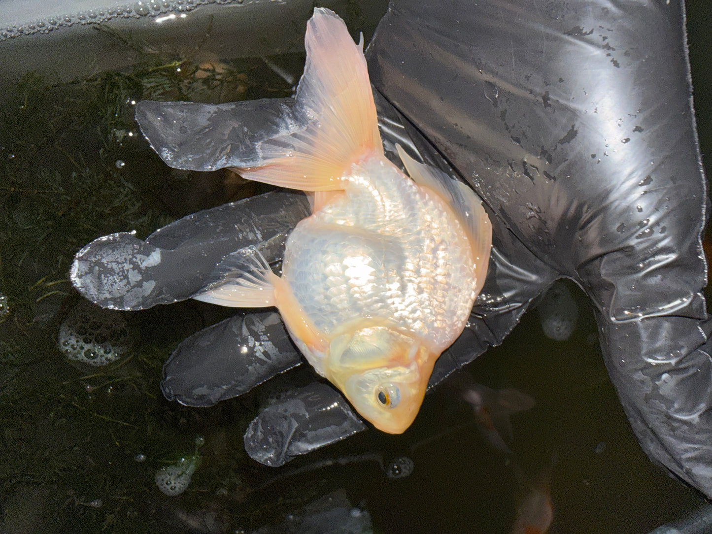Poisson-Rouge Ryukin Japonais (WHITE)