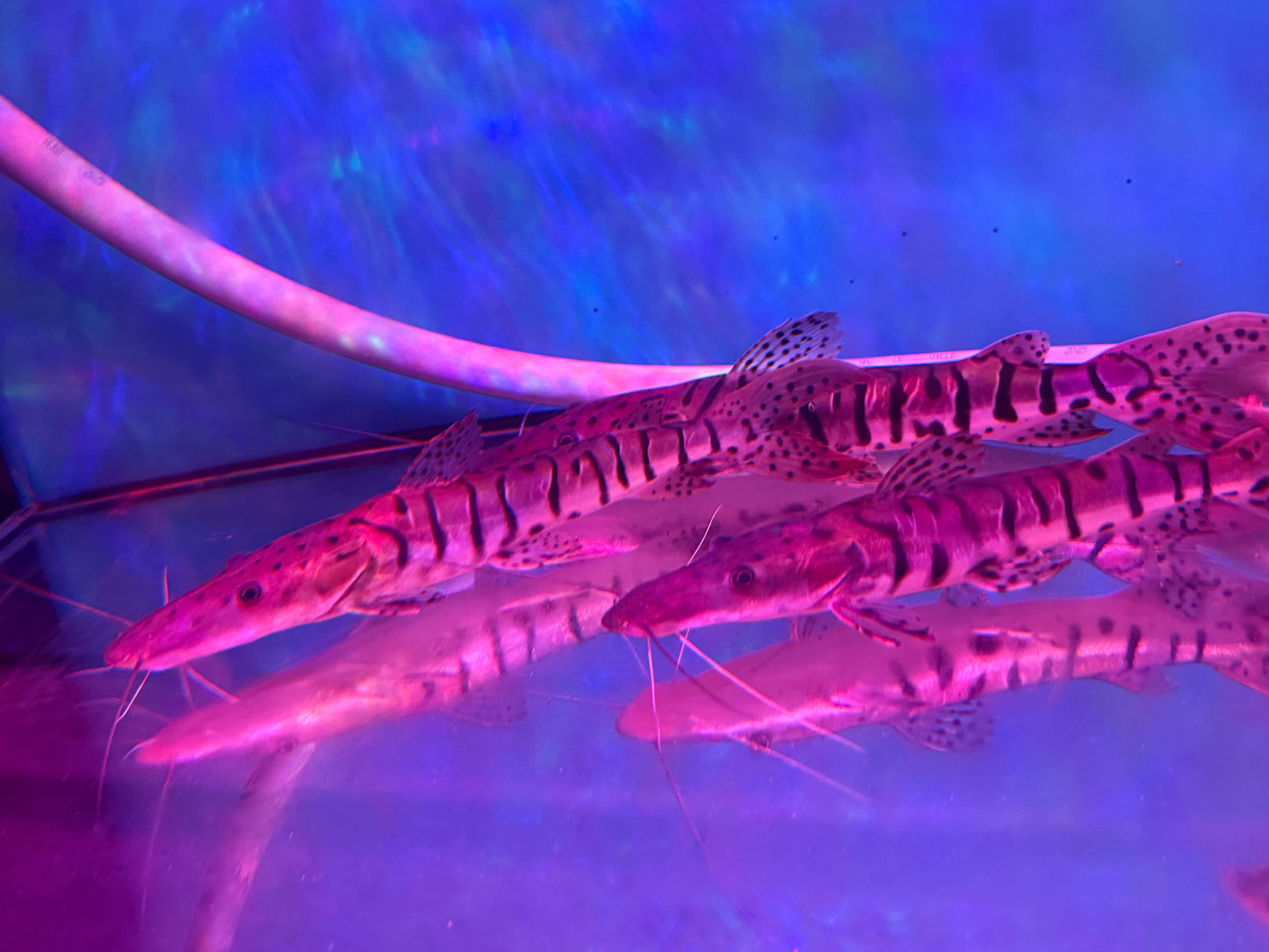 Tiger Shovelnose Catfish 35_40CM
