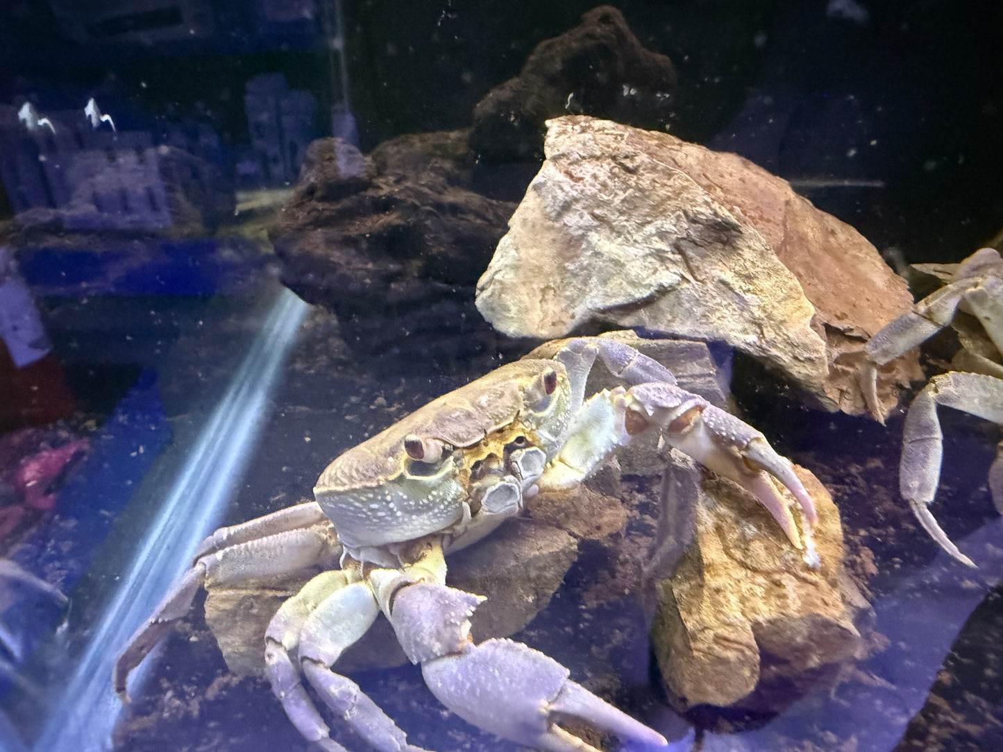Crabe d’Eau Douce Potamon