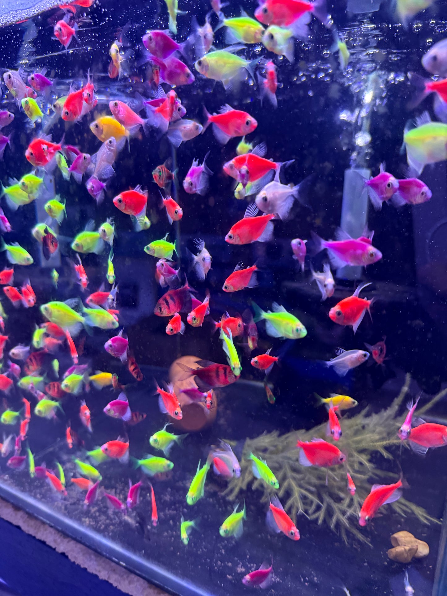 GloFish Tetra