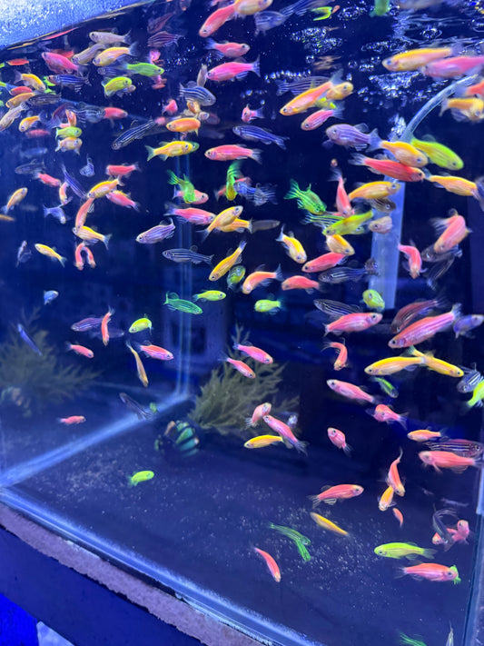 GloFish Danio Zébré