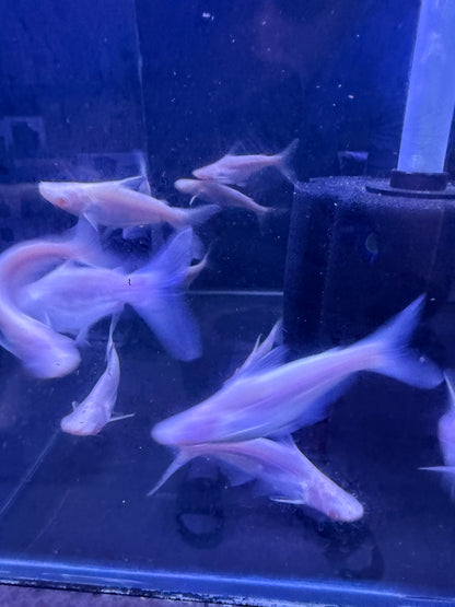 Pangasius Albino