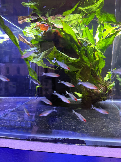 Nez Rouge (Rummy-Nose Tetra)