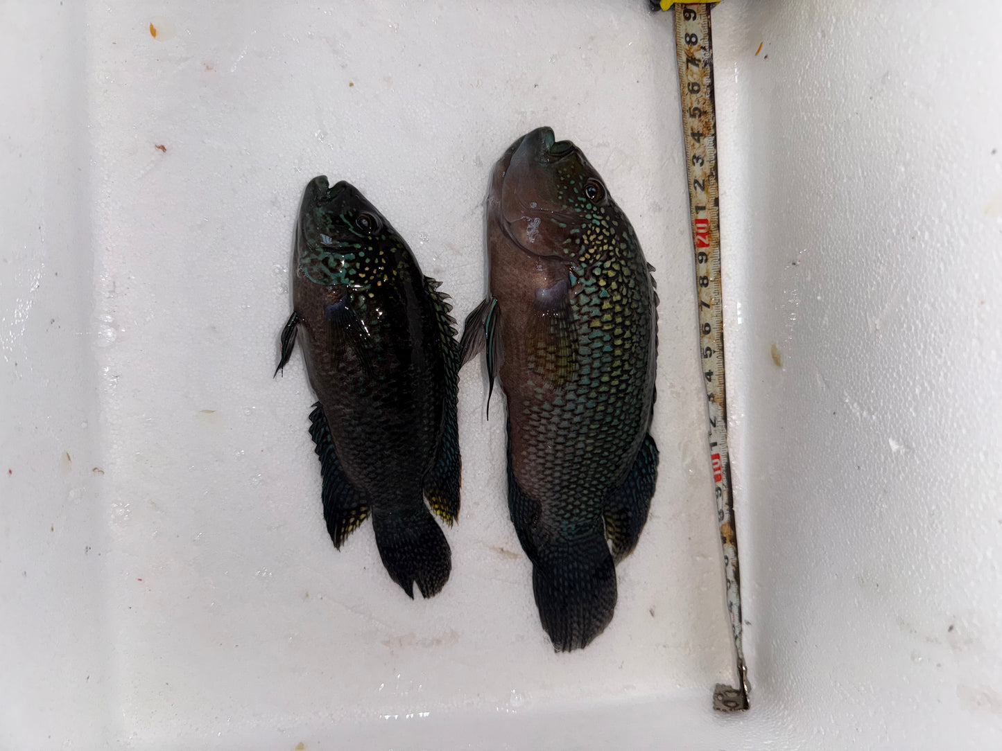 Couple Jack Dempsey