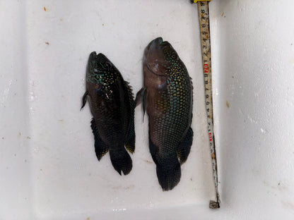 Couple Jack Dempsey