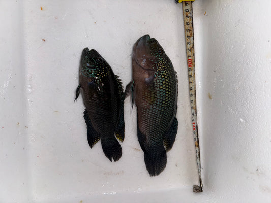 Couple Jack Dempsey