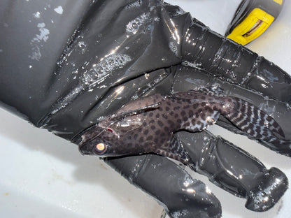 Synodontis Eupterus (Featherfin Catfish)