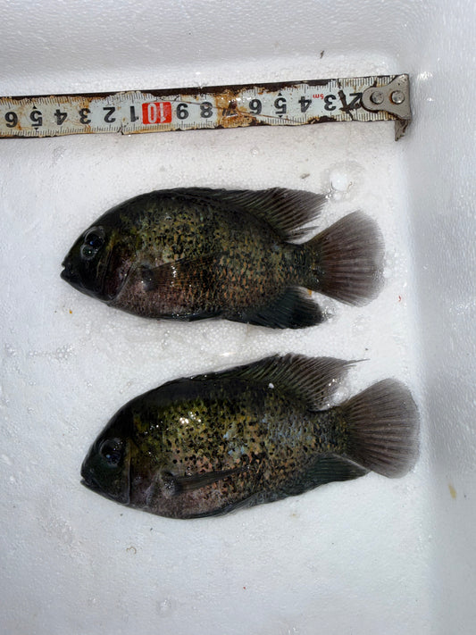 Cichlidé Montecristo (Oscura heterospila)