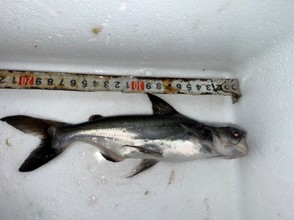 Hi-Fin Shark