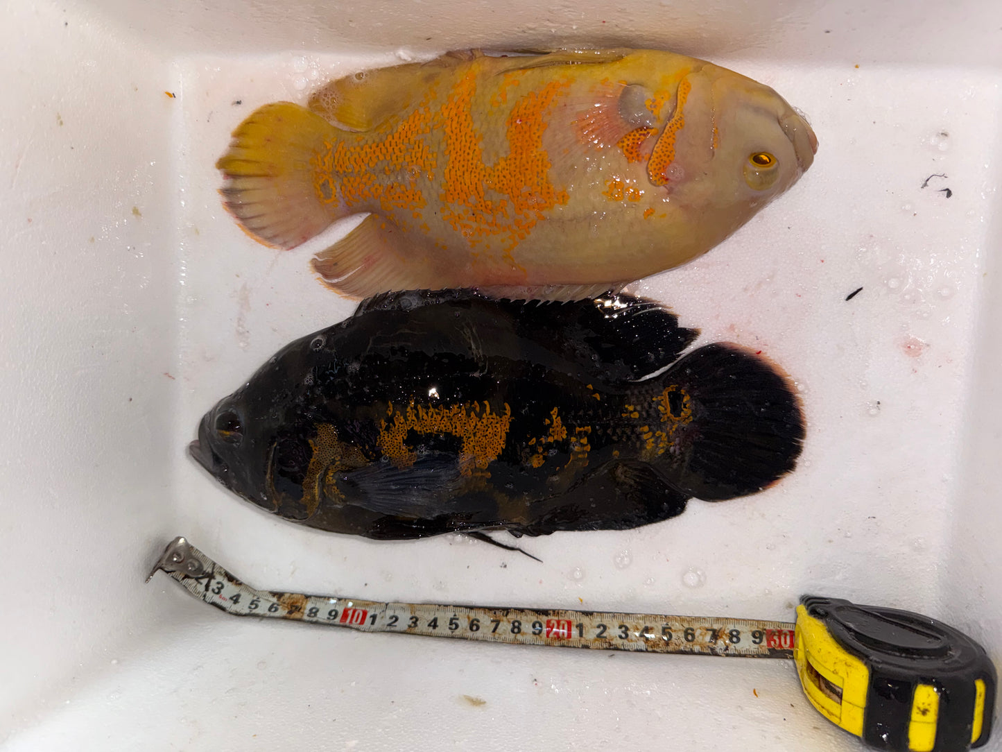 Couple Oscar (Tiger &amp; Albino)