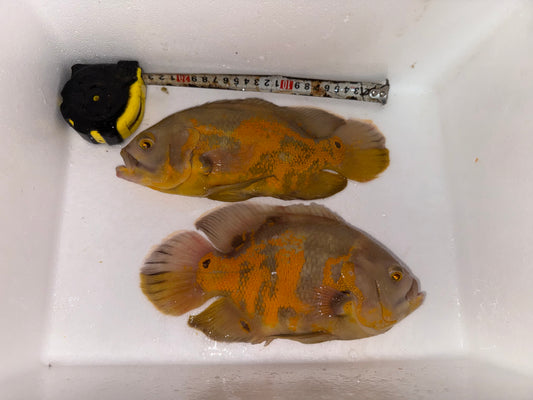Couple Oscar Albino&nbsp; Tiger