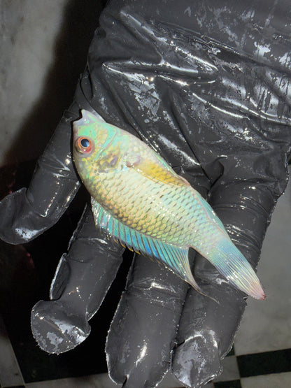 Electric Blue Acara