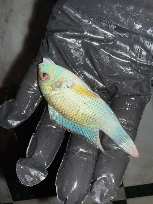 Electric Blue Acara